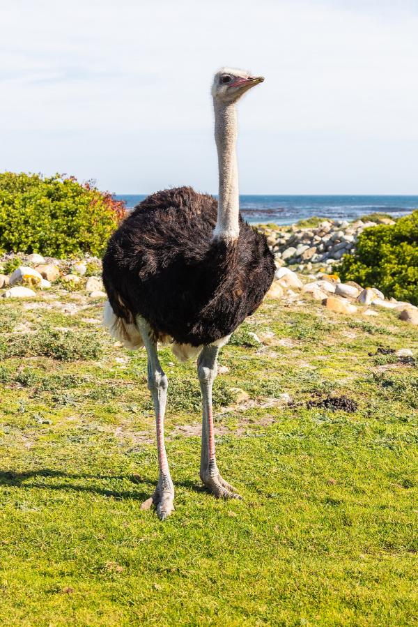 4-Ϸ -Male ostrich at the Cape.jpg