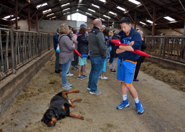 2017-08-17_Farm_Dutch Cattle Dog ţȮ0001.JPG
