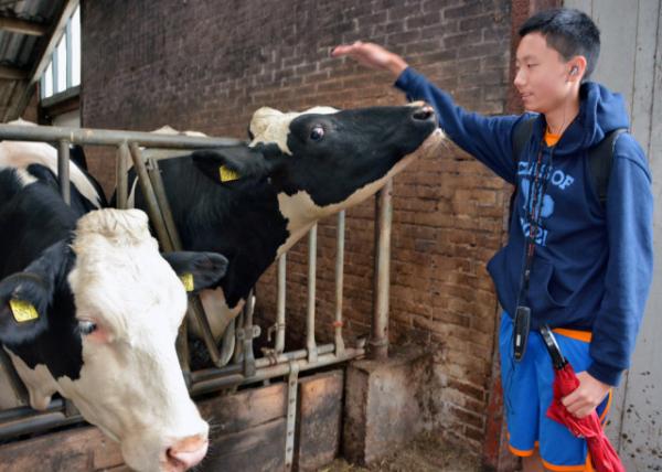 2017-08-17_Farm_Cow Cuddling ţ-50001.JPG