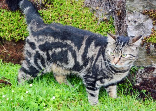 2016-07-09_Kinsale_Civet Cat è0001.JPG