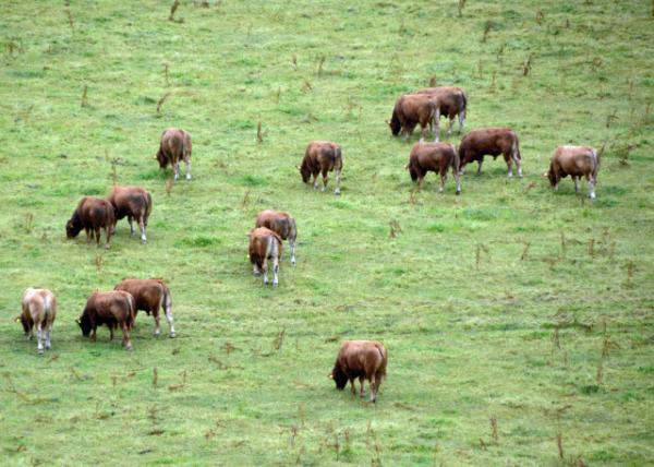 2016-07-09_Blarney Irish Dexter Castle_¿˹Ⱥ-20001.JPG