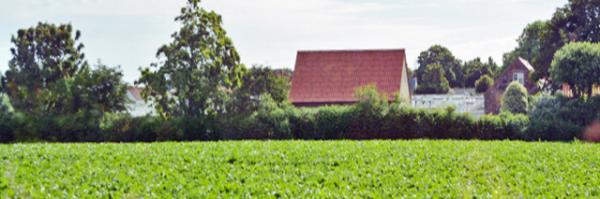 2016-07-08_Bucolic Tomatoes Farmũׯ10001.JPG