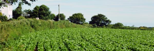 2016-07-08_Bucolic Cut Flowers л԰-20001.JPG