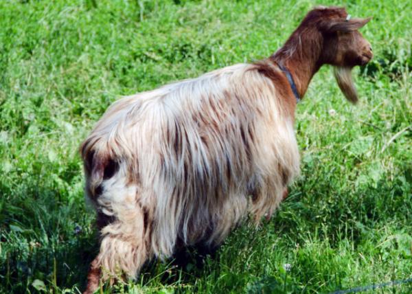 2016-07-08_Animal_Golden Guernsey Dairy Goat -10001.JPG
