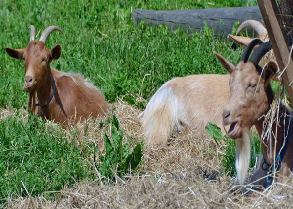 2016-07-08_Animal_Golden Guernsey Goat-30001.JPG