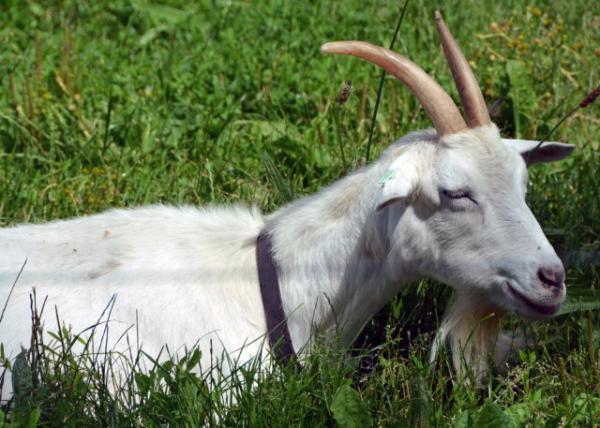 2016-07-08_Animal_Guernsey Goat ɽ0001.JPG