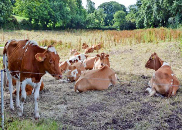 2016-07-08_Animal_Guernsey Cattle-10001.JPG