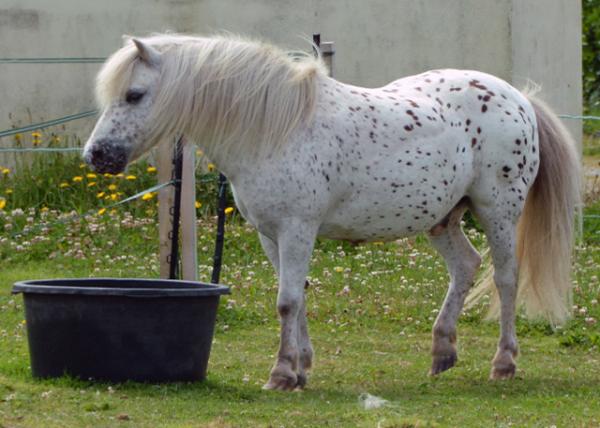 2016-07-08_Animal_Shetland Pony 0001.JPG