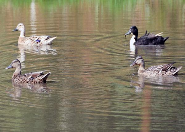 2016-07-08_Animal_Guernsey Waterfowls ˮ0001.JPG