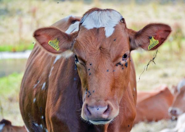 2016-07-08_Animal_Guernsey Cow0001.JPG