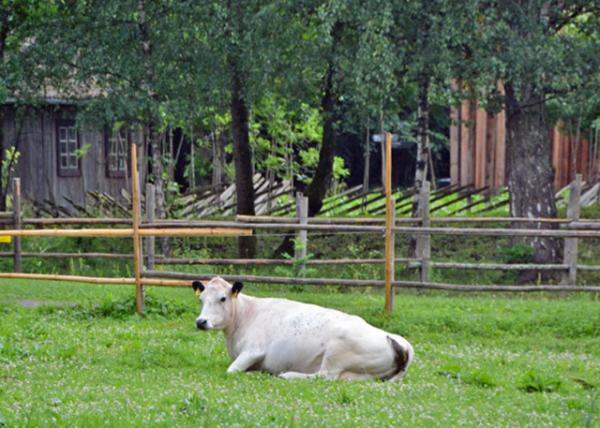 2016-06-26_Norsk Folkemuseum_Cow0001.JPG