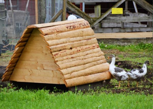 2016-06-26_Norsk Folkemuseum_Scandinavian Geese ˹άǶ0001.JPG