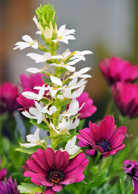 2016-06-26_Plant_Aster һ-30001.JPG