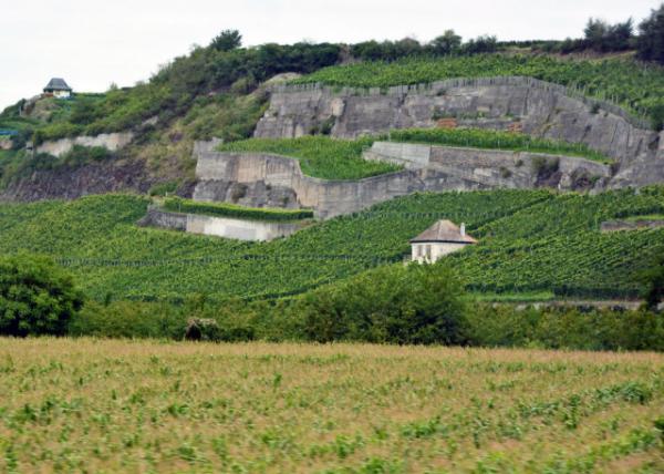 2017-08-22_Ihringen_Alsatian Wine Country ָ˹Ѿ֮-10001.JPG