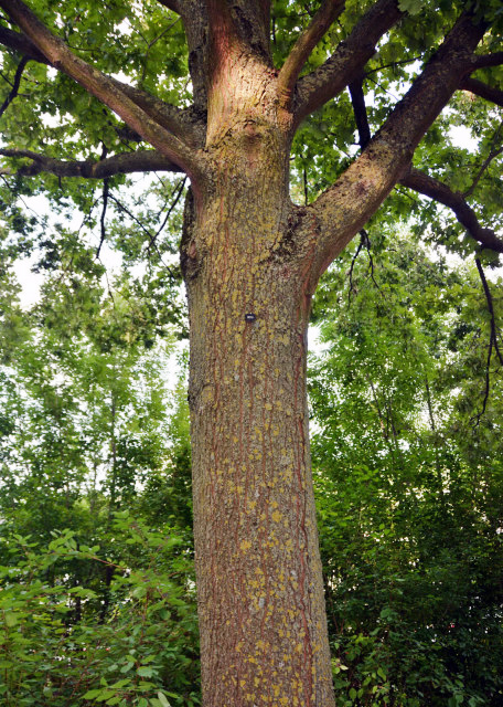 2017-08-20_Oak_Victor Hugo Planted in October 1840 ά˶ࡤ1840ֲ-10001.JPG