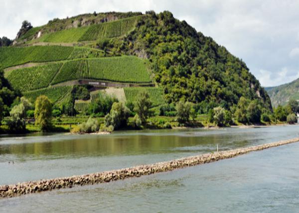 2017-08-19_Bacharach_Bacharacher Hahn Winegrowing Region-30001.JPG