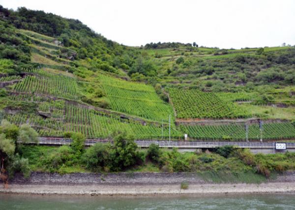 2017-08-19_Oberwesel_Agriculture on the Hills above the Rhine @ Rheinkilometer 550 Τɪ550ر괦ɽũ0001.JPG