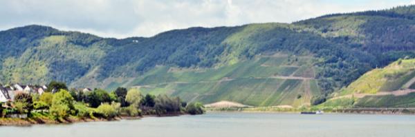 2017-08-19_Hirzenach_Vineyard ԰-40001.JPG