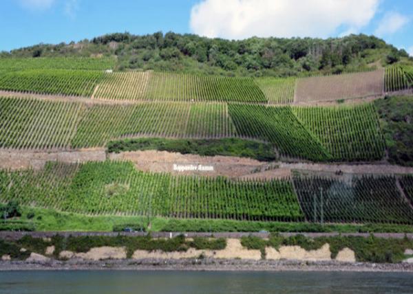 2017-08-19_Bopparder Hamm, the Cliff of Vine-clads ͱ0001.JPG