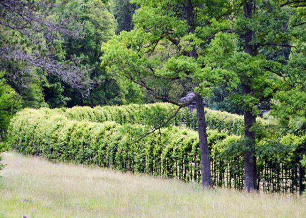 2017-07-02_Linderhof Botanic Garden ֲ@-10001.JPG