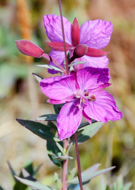 2023-08-24_Plant_Dwarf Fireweed (Young Girl)_ Natl Flower of Greenland-10001.JPG