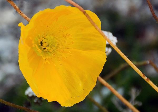 2023-08-24_Plant_ Ice Poppy0001.JPG