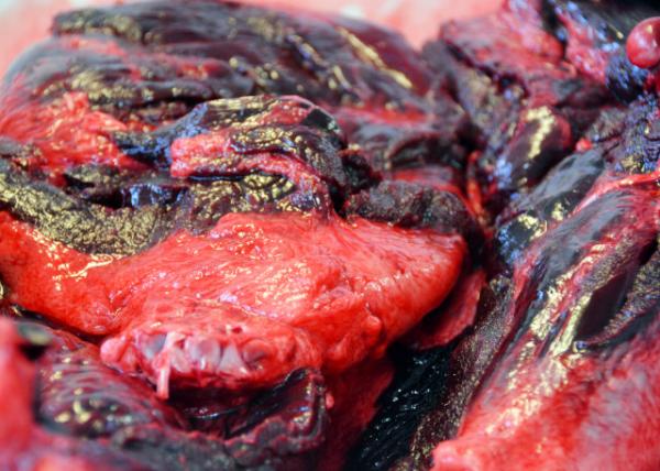 2023-08-24_Saddle-back Seal Meat0001.JPG