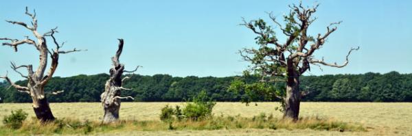 2016-07-19_Durrington Walls ǽ-10001.JPG