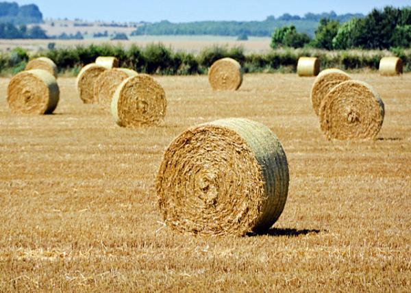 2016-07-19_Stacked Round Hay Bales ѻԲɲ-10001.JPG