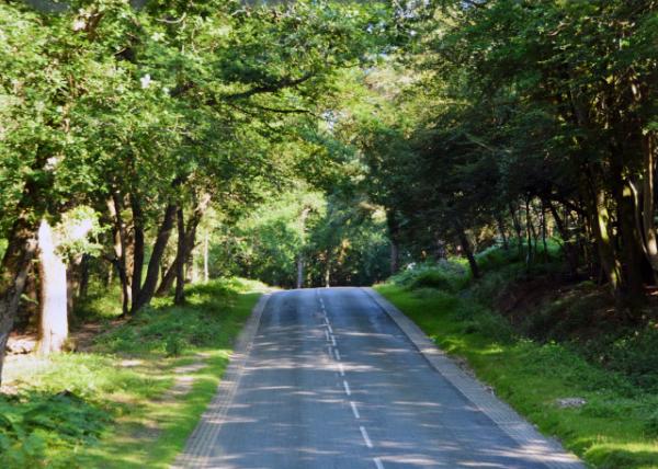 2016-07-19_New Forest_A Royal Forest ɭֹҹ԰ʼ¹-10001.JPG