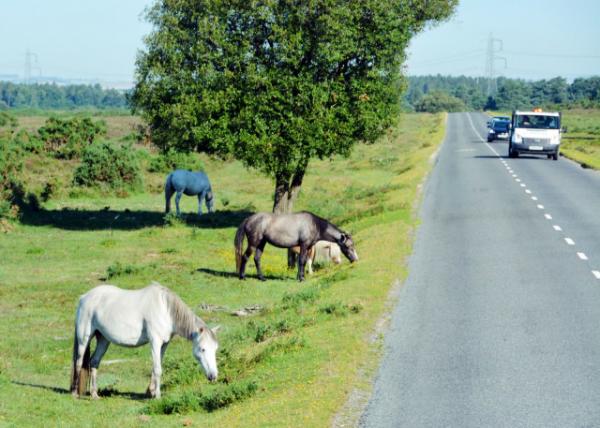 2016-07-19_New Forest_Gazing @ Cars ӹ-50001.JPG