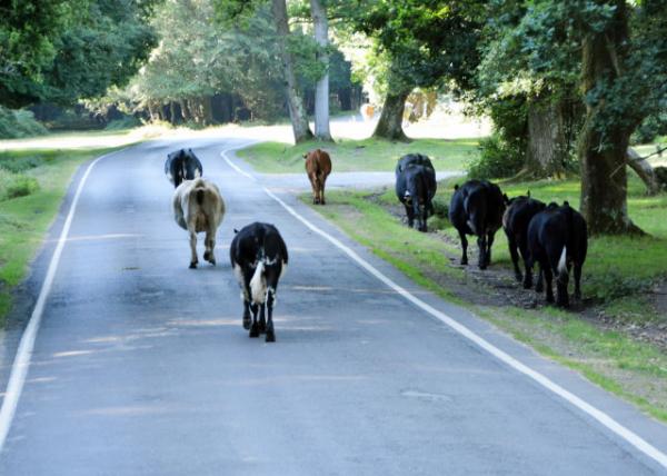 2016-07-19_New Forest_Stolling on Paved Road -20001.JPG
