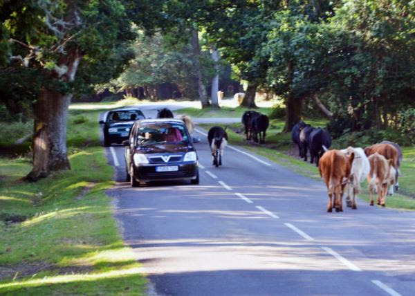2016-07-19_New Forest_Roaming through Beech Trees ɽë-40001.JPG