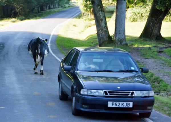 2016-07-19_New Forest_Walking against Traffic -30001.JPG