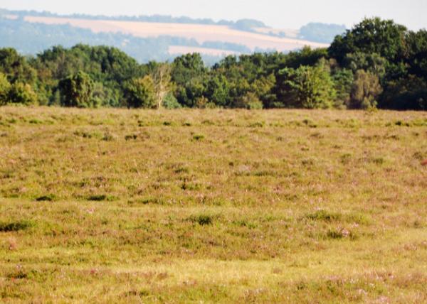 2016-07-19_New Forest Natl Park_Open Heath ŵĻҰ0001.JPG