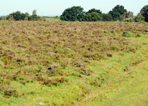 2016-07-19_New Forest Natl Park_Natural Pasture Land Ȼ0001.JPG