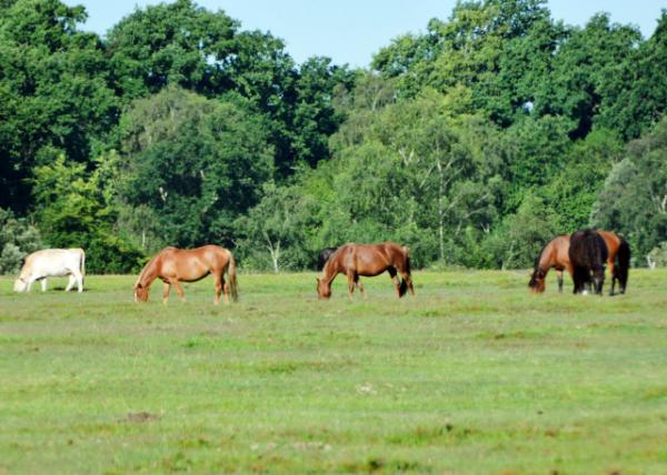 2016-07-19_New Forest Natl Park_Horses Ⱥ0001.JPG