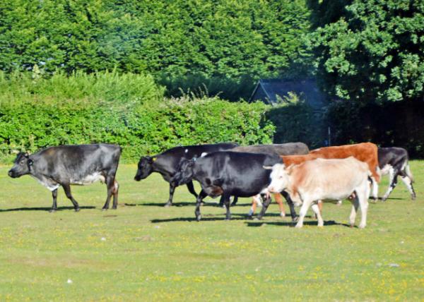 2016-07-19_New Forest Natl Park_Cattle ţȺ0001.JPG