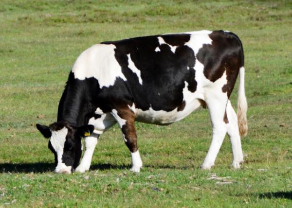 2016-07-19_Animal_Cow_Dutch Belted ţ-50001.JPG