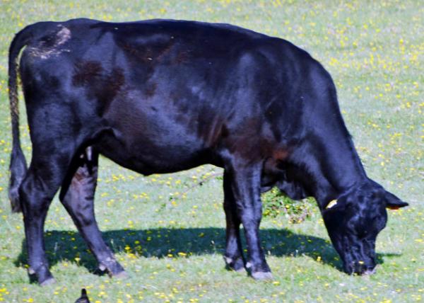 2016-07-19_Animal_Cow_Kerry ţ-30001.JPG