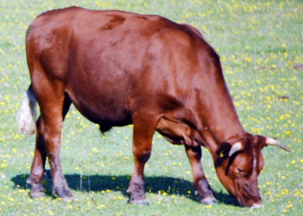 2016-07-19_Animal_Cow_Highland ߵţ -40001.JPG
