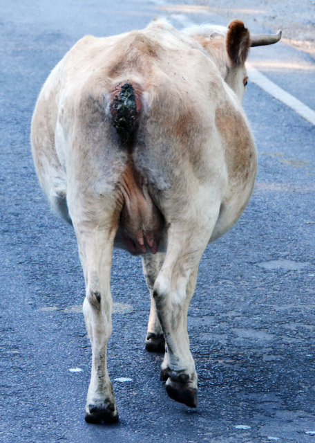 2016-07-19_Animal_Pooping Brown Swiss Cow ߱йʿţ-10001.JPG