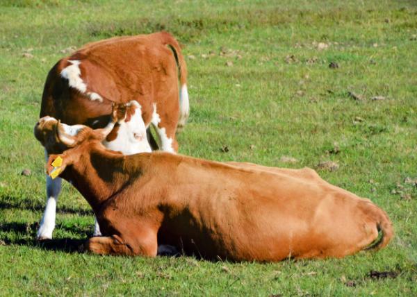 2016-07-19_Animal_Maine-Anjou Cows 򡤰ţ-60001.JPG