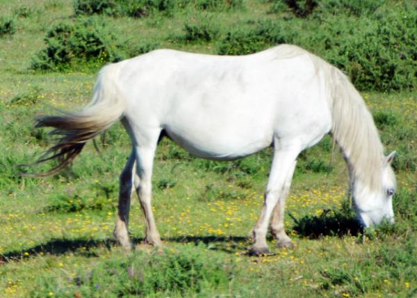 2016-07-19_Animal_Welsh Mountain Pony ʿɽ-80001.JPG