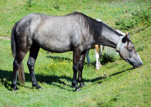 2016-07-19_Animal_Irish Draught ѡ-20001.JPG