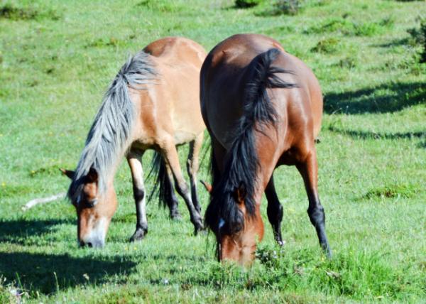 2016-07-19_Animal_French Saddle -30001.JPG
