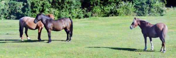 2016-07-19_Animal_Gotland -50001.JPG