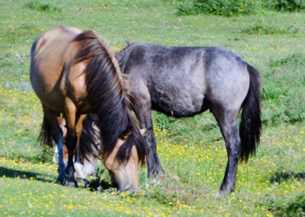 2016-07-19_Animal_Dartmoor ¶-70001.JPG