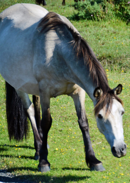 2016-07-19_Animal_New Forest Pony in A Winter Coat װعɭ-40001.JPG