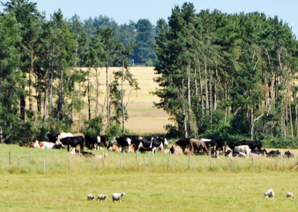 2016-07-19_Wiltshire_Cattle Reared in the Prairies ţȺ0001.JPG